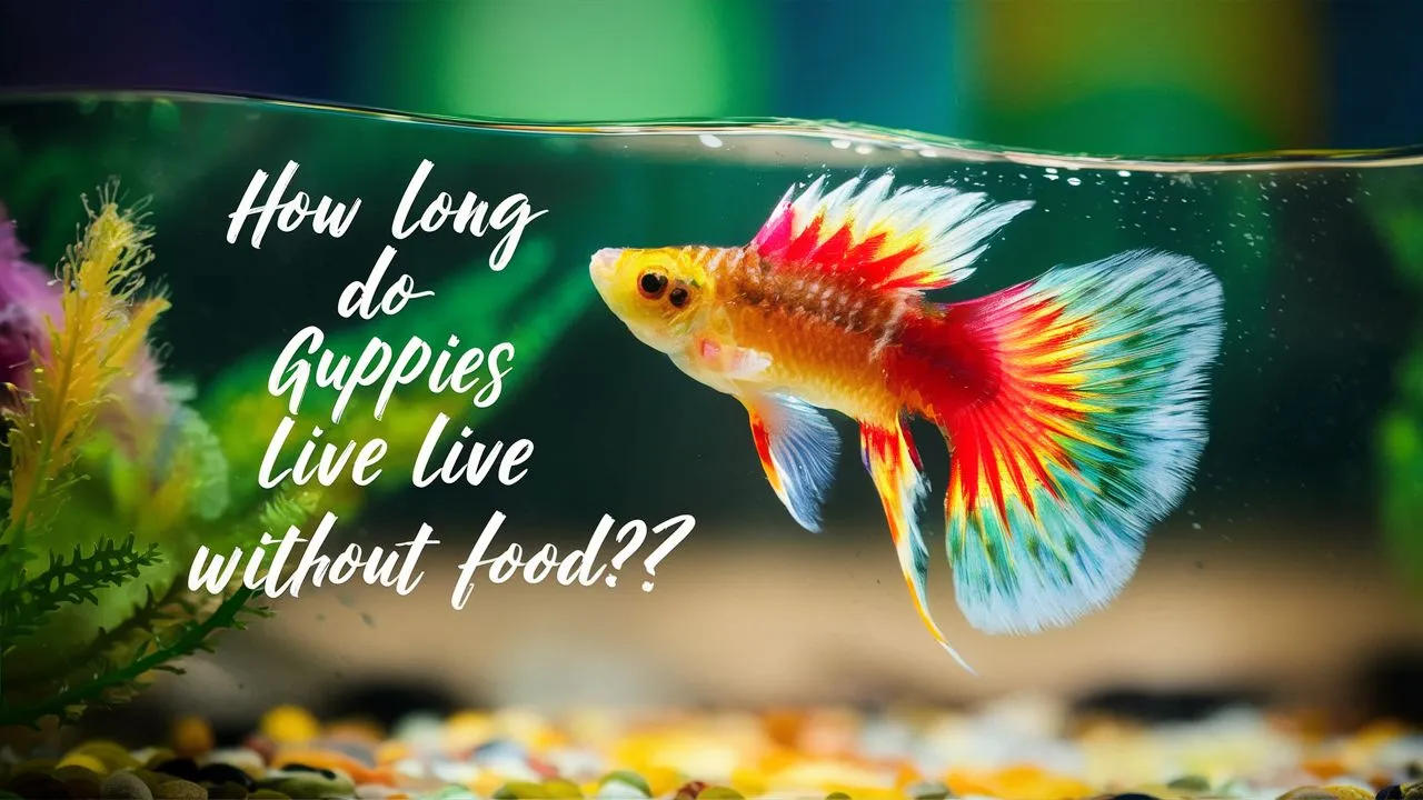 How long do guppies live without food?