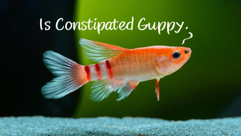 CONSTIPATED GUPPY