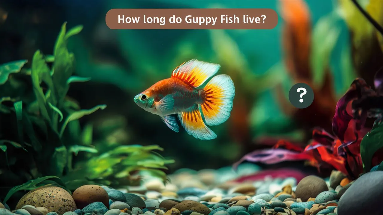 How long do guppy fish live?