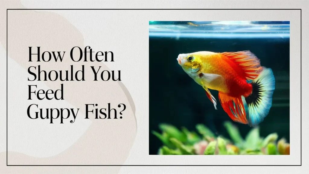 How often should you feed guppy fish?