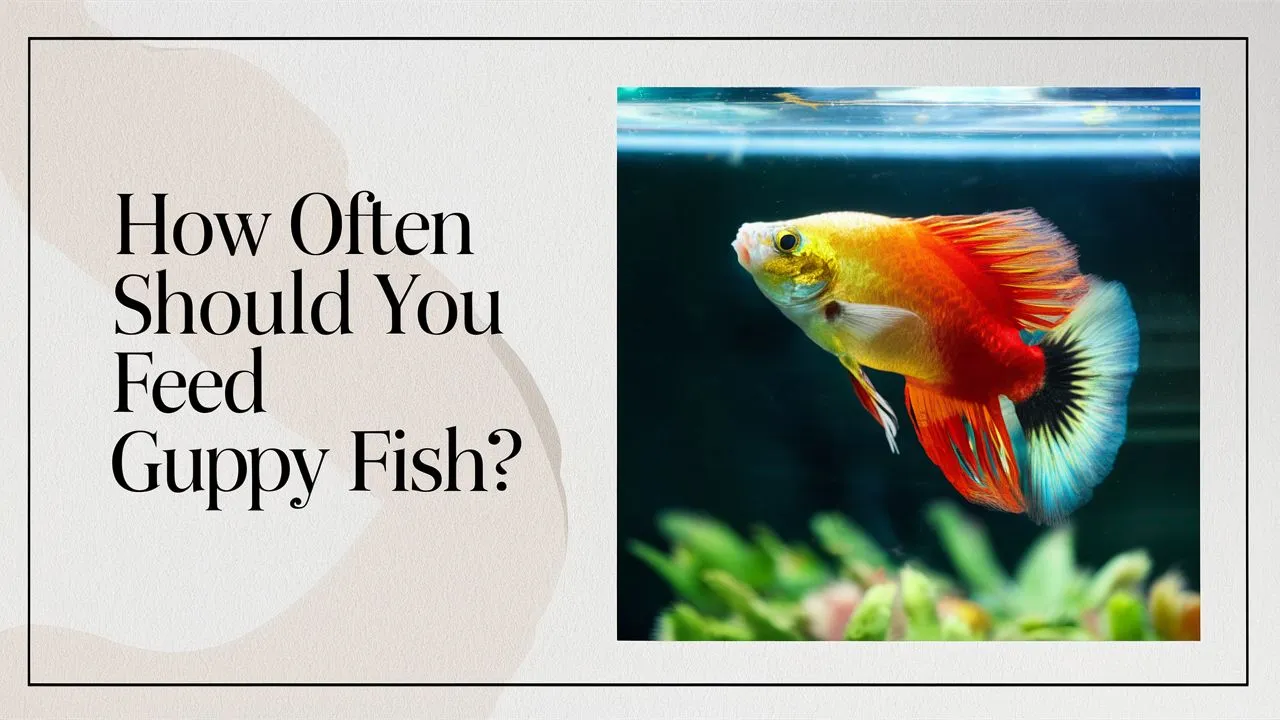 How often should you feed guppy fish?