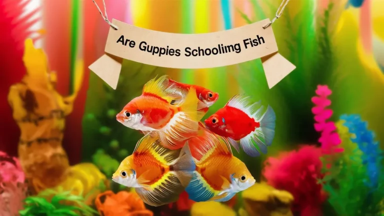Are Guppies Schooling Fish?