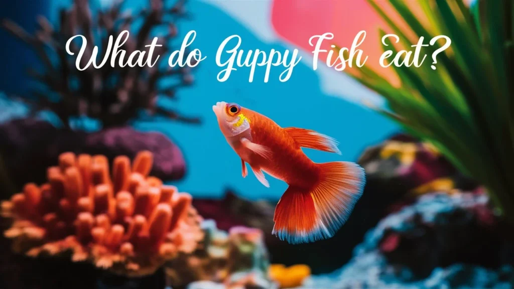 What Do Guppy Fish Eat