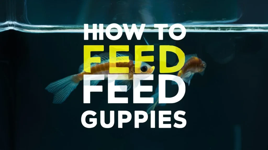 how to Feed Guppies