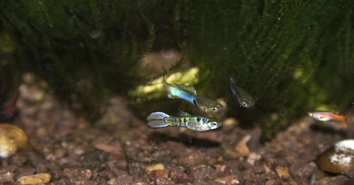 endlers livebearer