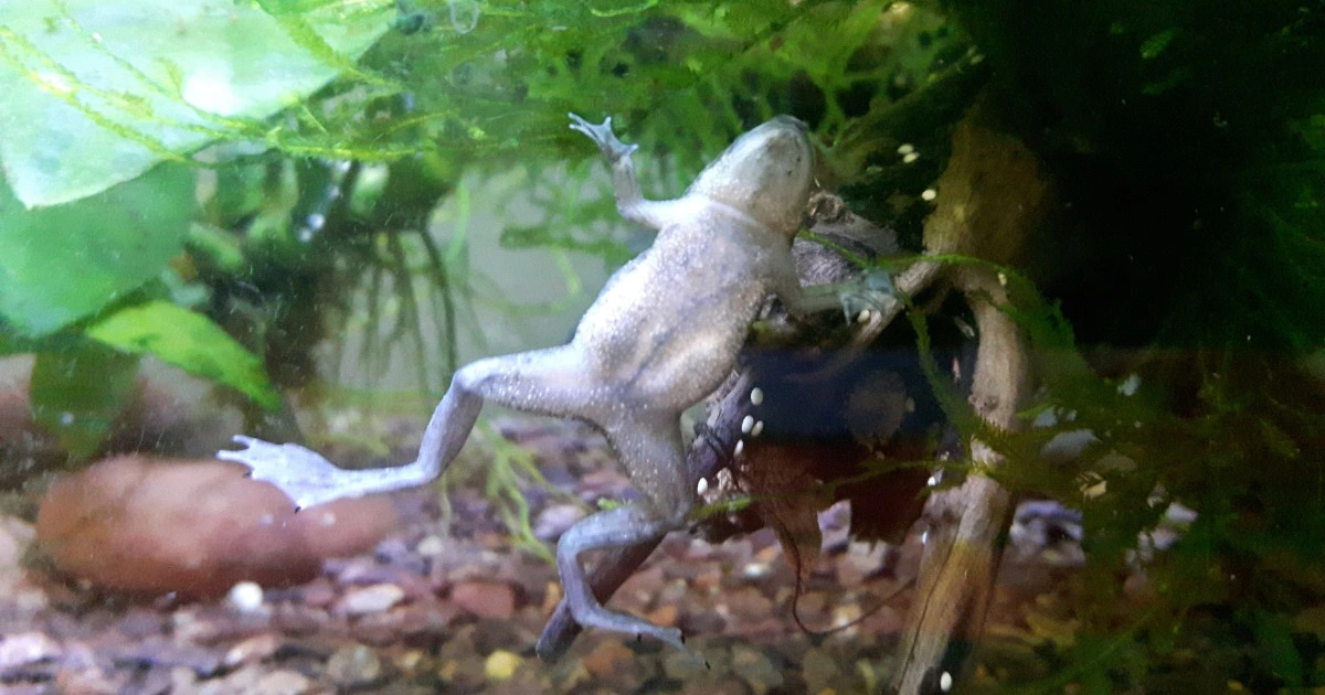 African Dwarf Frogs