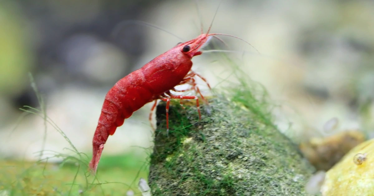 Red Cherry Shrimp