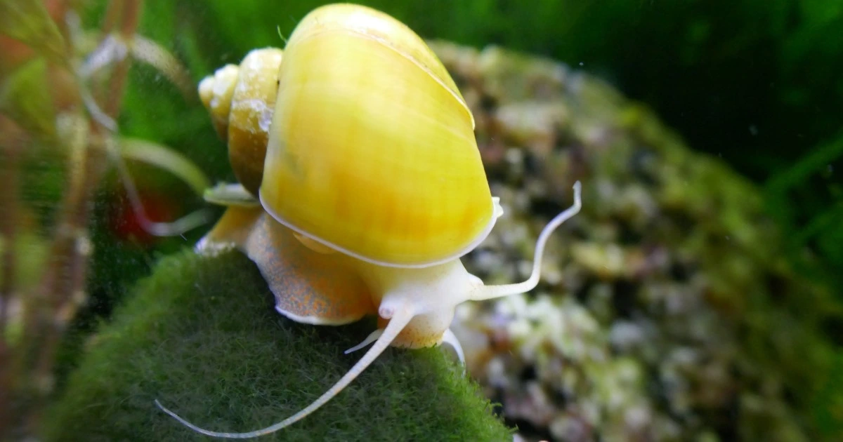 Apple Snails