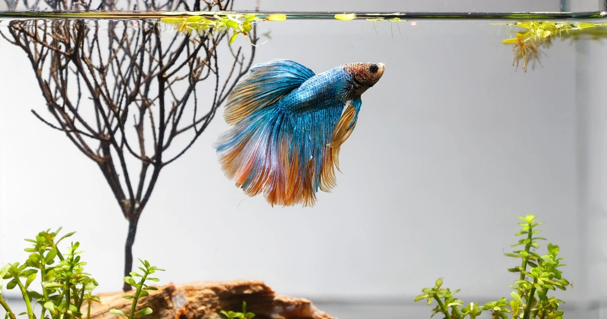 Betta Fish