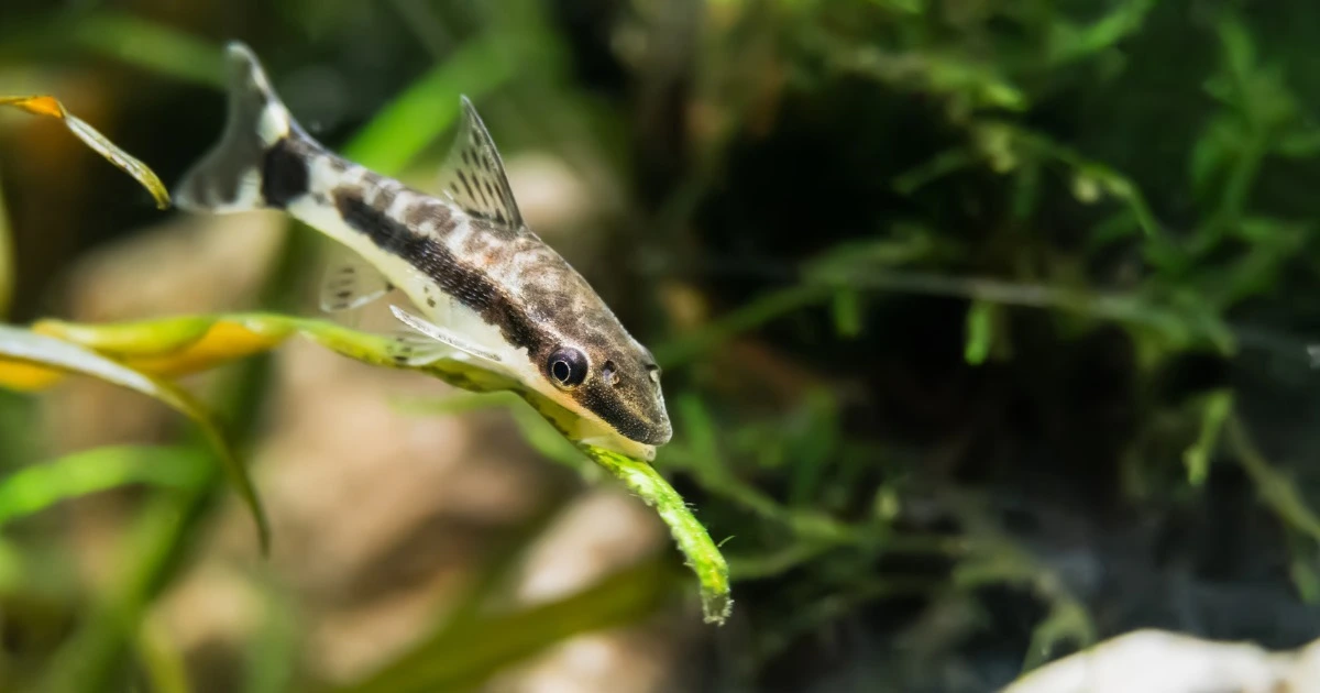 Otocinclus Catfish (Otos)