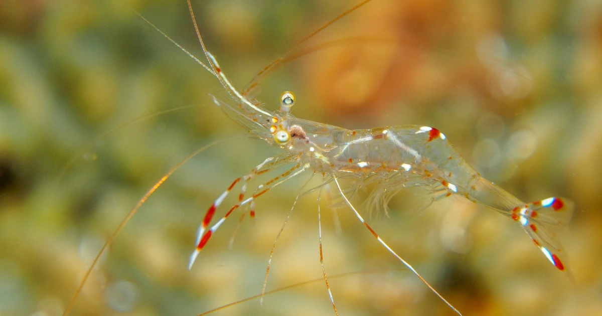 Ghost Shrimp