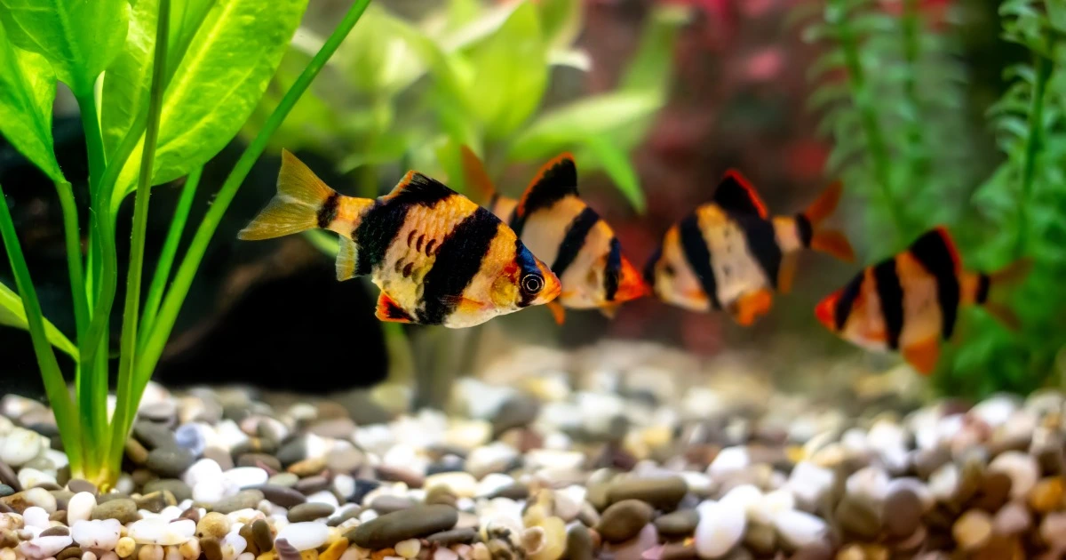 Tiger Barbs