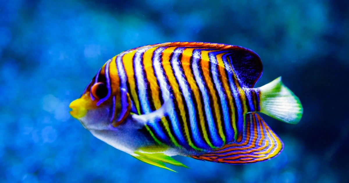 Angelfish