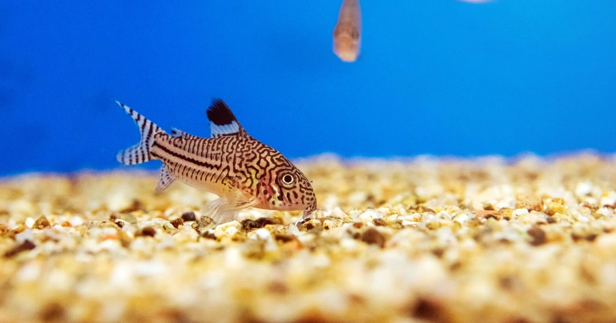 corydoras catfish