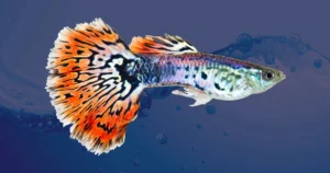 Guppy Facts