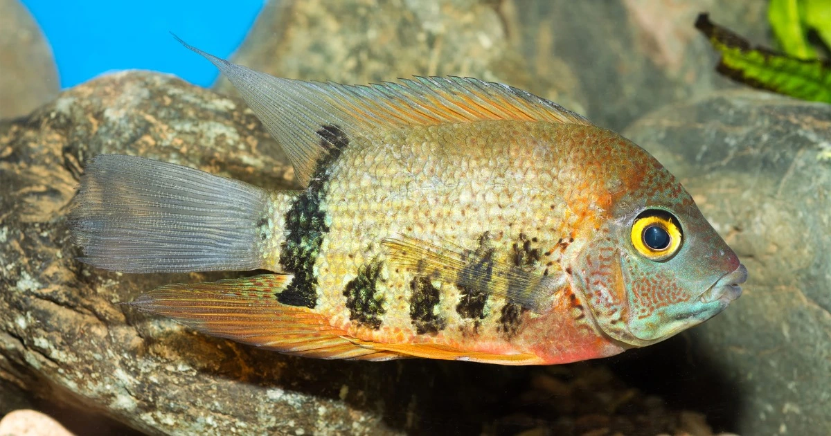 Large Cichlids