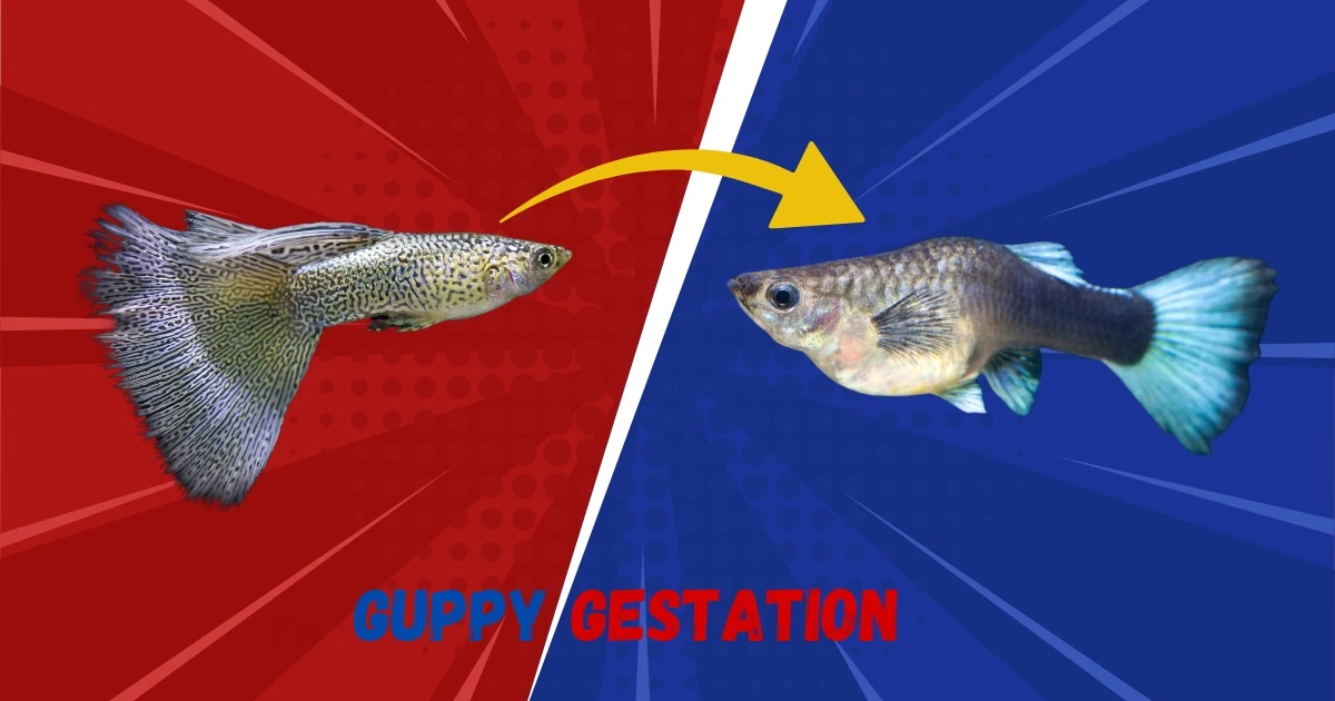 guppy gestation