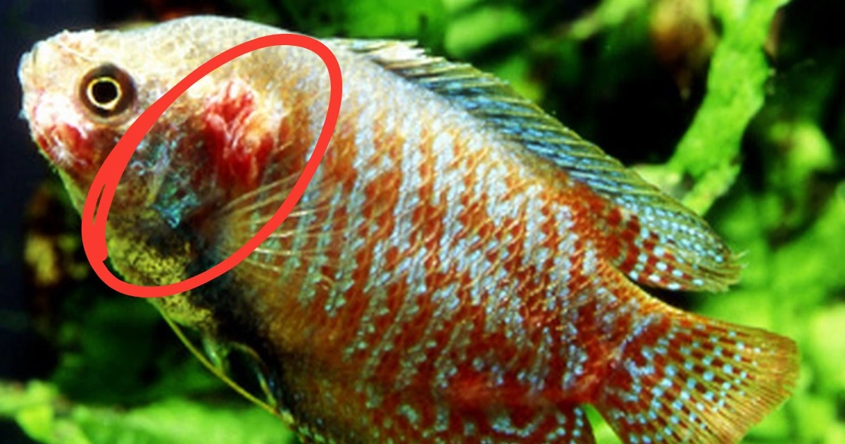 Guppy Diseases and Treatment: Expert Tips (With Images)