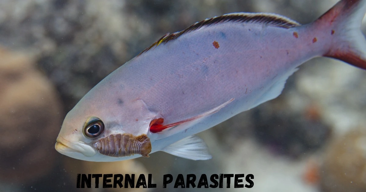 Internal Parasites