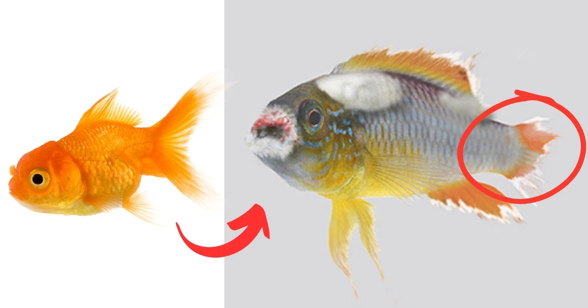 Guppy Diseases And Treatment Expert Tips With Images 