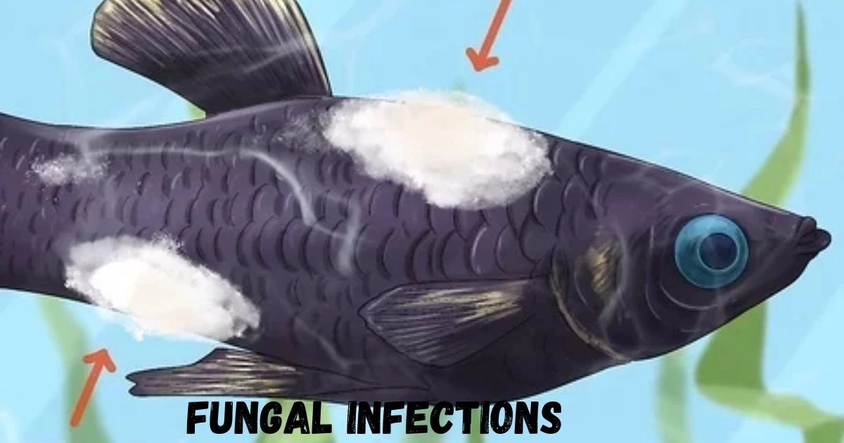 Fungal Infections