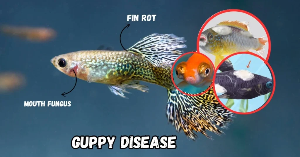 Guppy Diseases