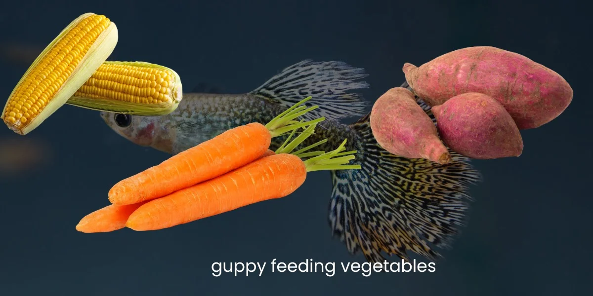 Feeding Vegetables to Guppies