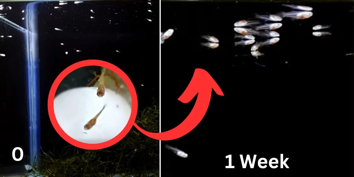 Newborn Fry (0 to 1 Week)