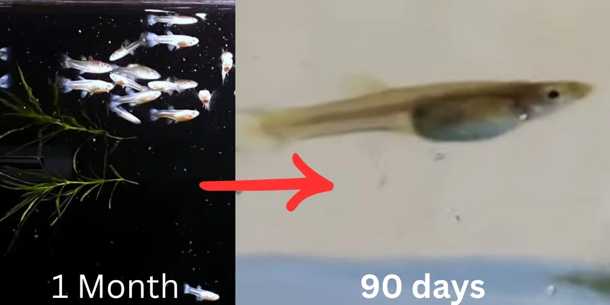 Developing Guppy Fry (1 Month to 3 Months)