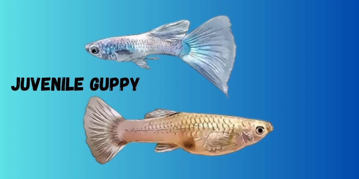 Developing Guppy Fry (1 Month to 3 Months)