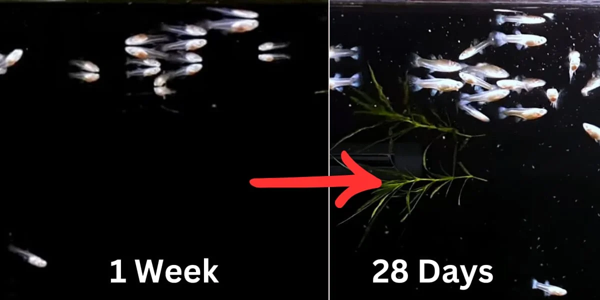 The Growing Fry (1 Week to 4 Weeks)