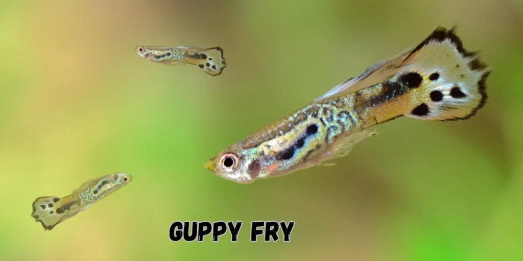 Guppy Fry Growth Stages