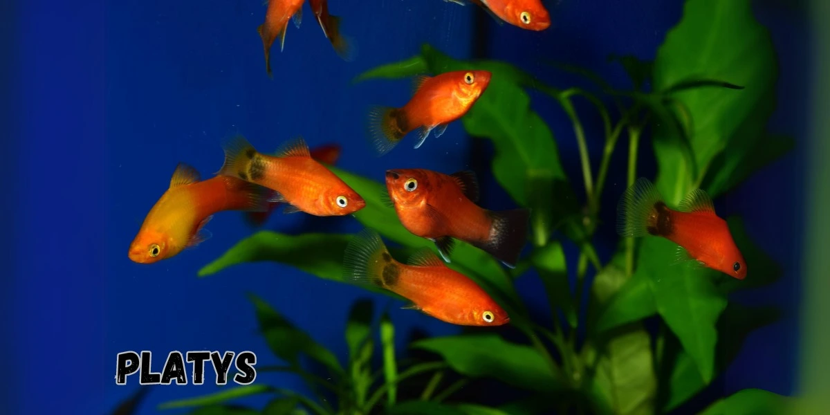 Platys