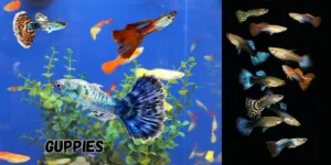 Breeding Guppies and Other Popular Livebearers