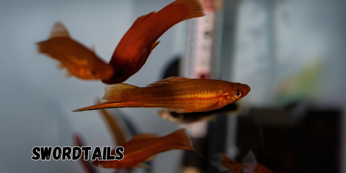 Breeding Guppies and Other Popular Livebearers