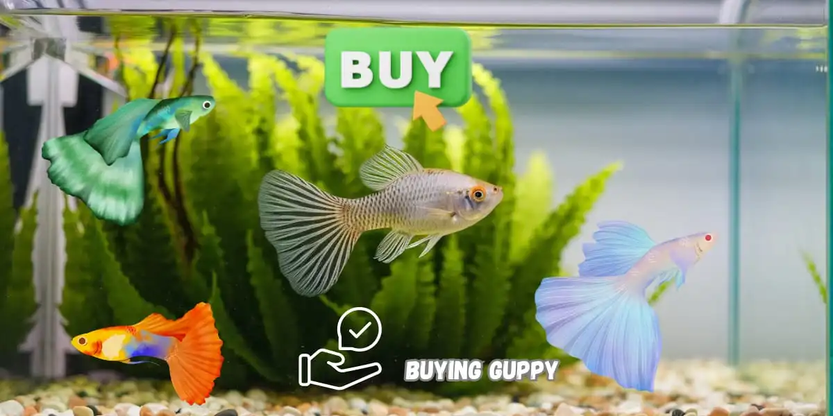 Advice for Buying Guppies