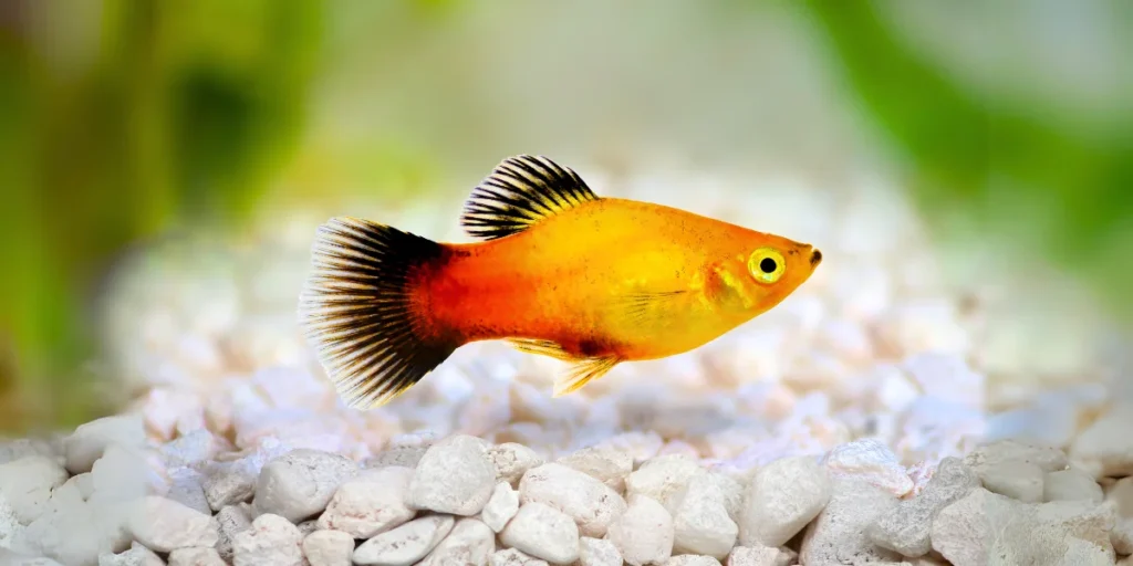 Mickey Mouse Platy