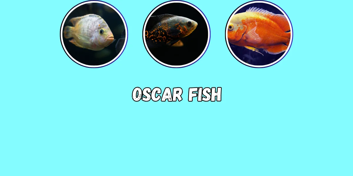 Oscar Fish