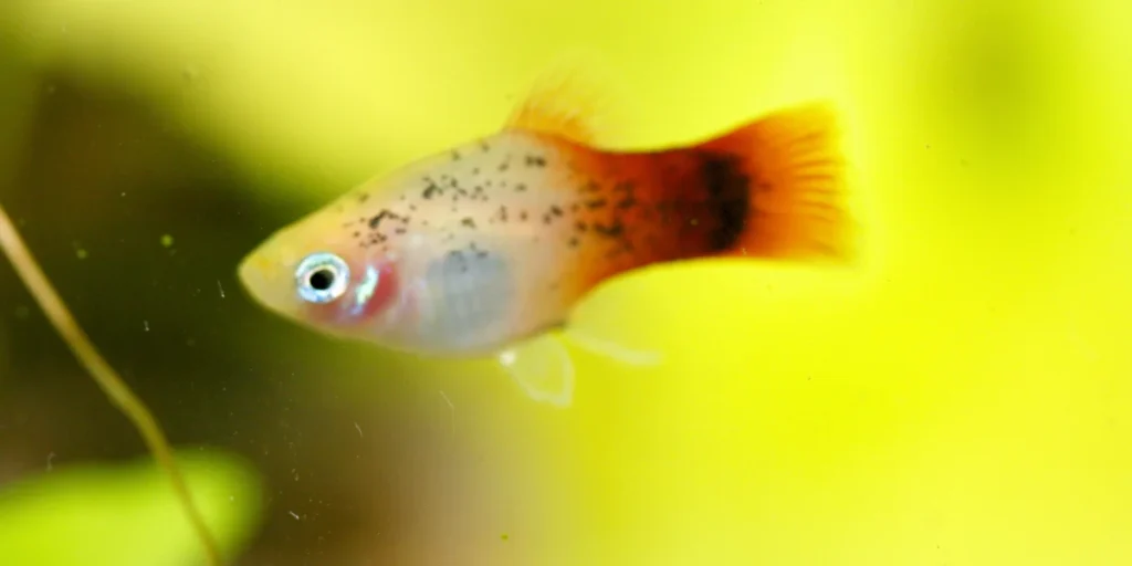 Pineapple Platy