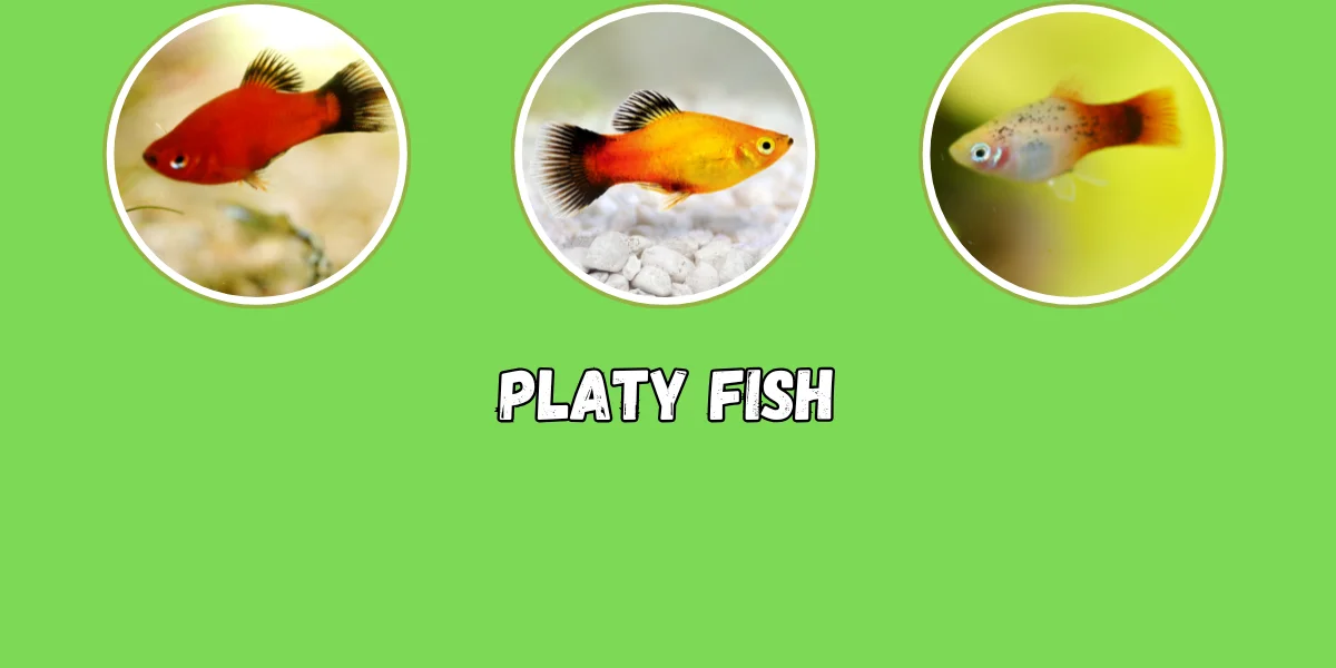 Platy Fish