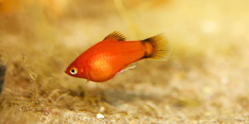 Sunset Platy