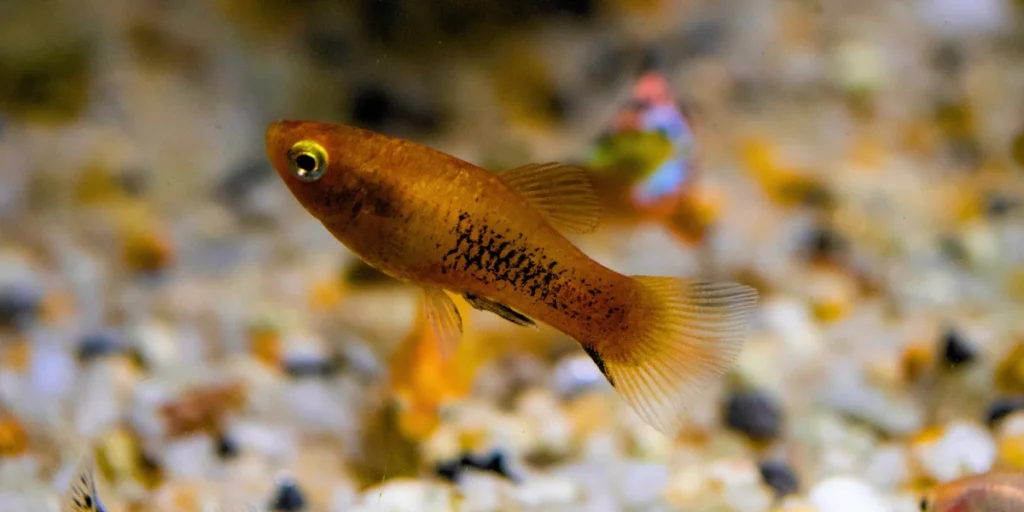 Tuxedo Platy