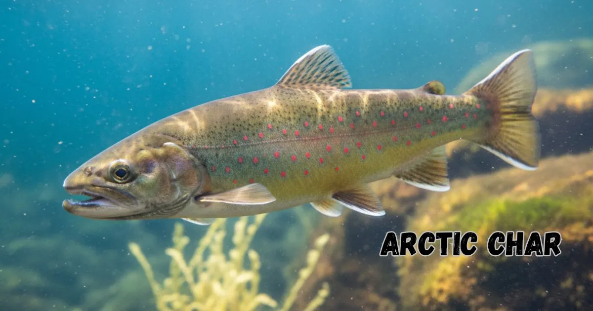 Arctic Char