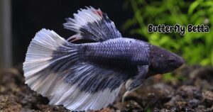 Butterfly Betta