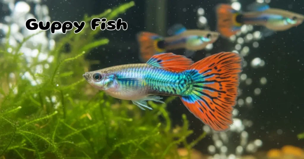 Guppy fish