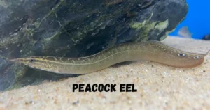 Peacock Eel