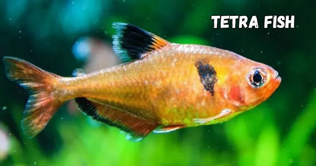 Tetra Fish