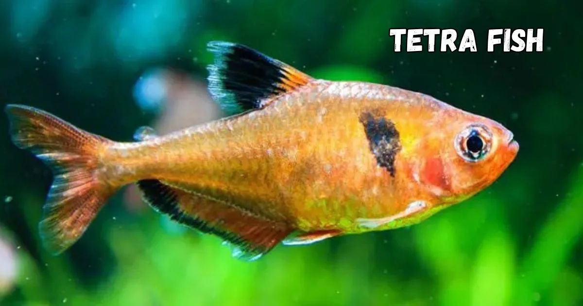 Tetra Fish