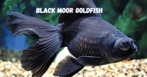 Black Moor Goldfish