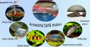 Best Arowana Tank Mates
